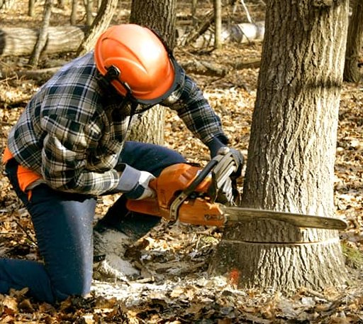 Tree Removal in Waterloo, AL